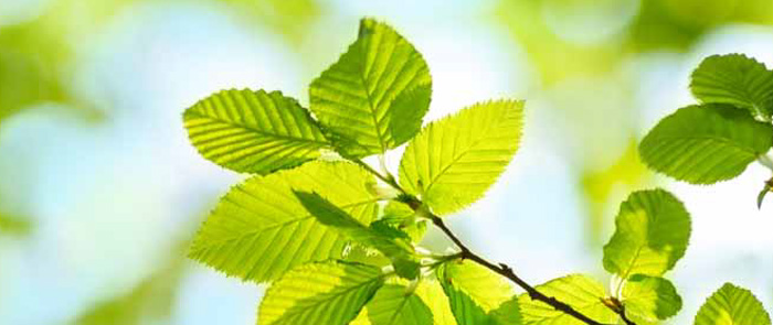 Sostenibile e pulito: l'agro-alimentare innova rinnovandosi Sostenibile e pulito: l'agro-alimentare innova rinnovandosi